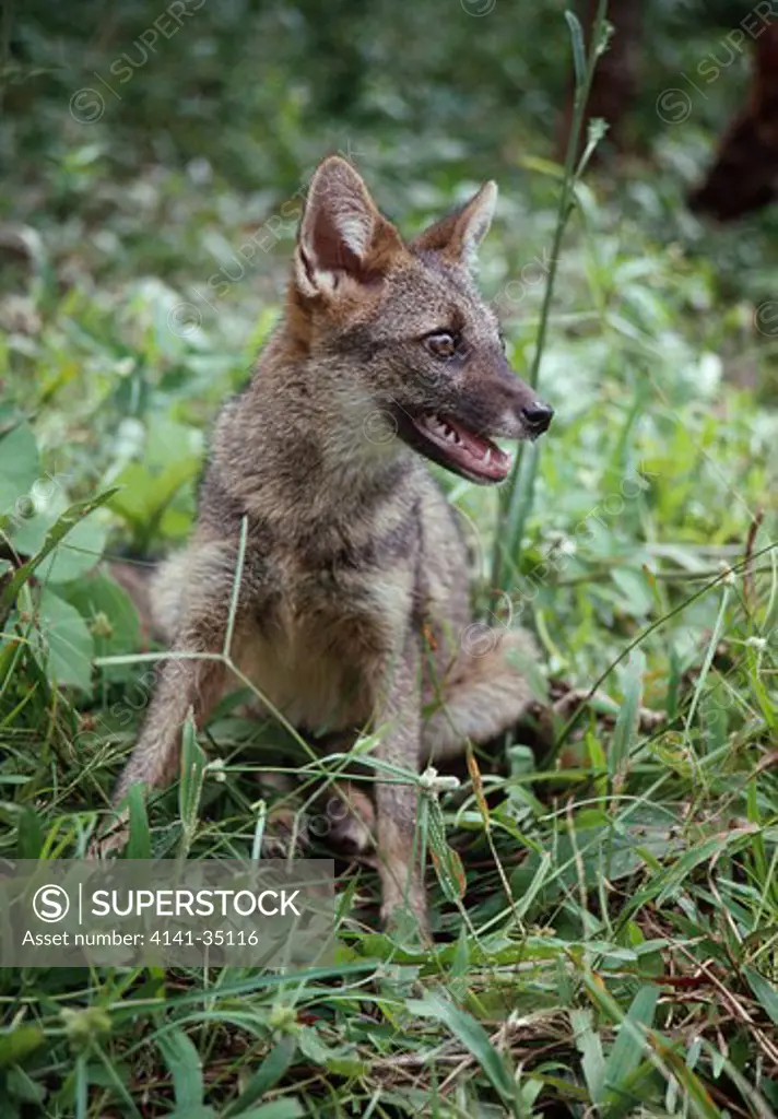 crab-eating fox dusicyon thous sitting in undergrowth brazil 