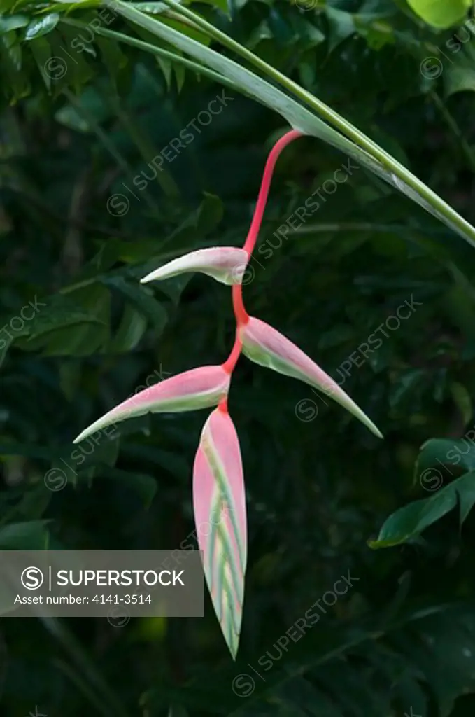 'sexy pink' heliconia flower heliconia chartacea trinidad