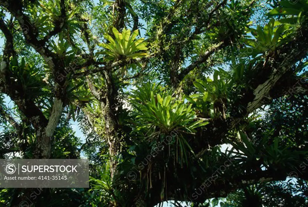 bromeliads in rainforest costa rica
