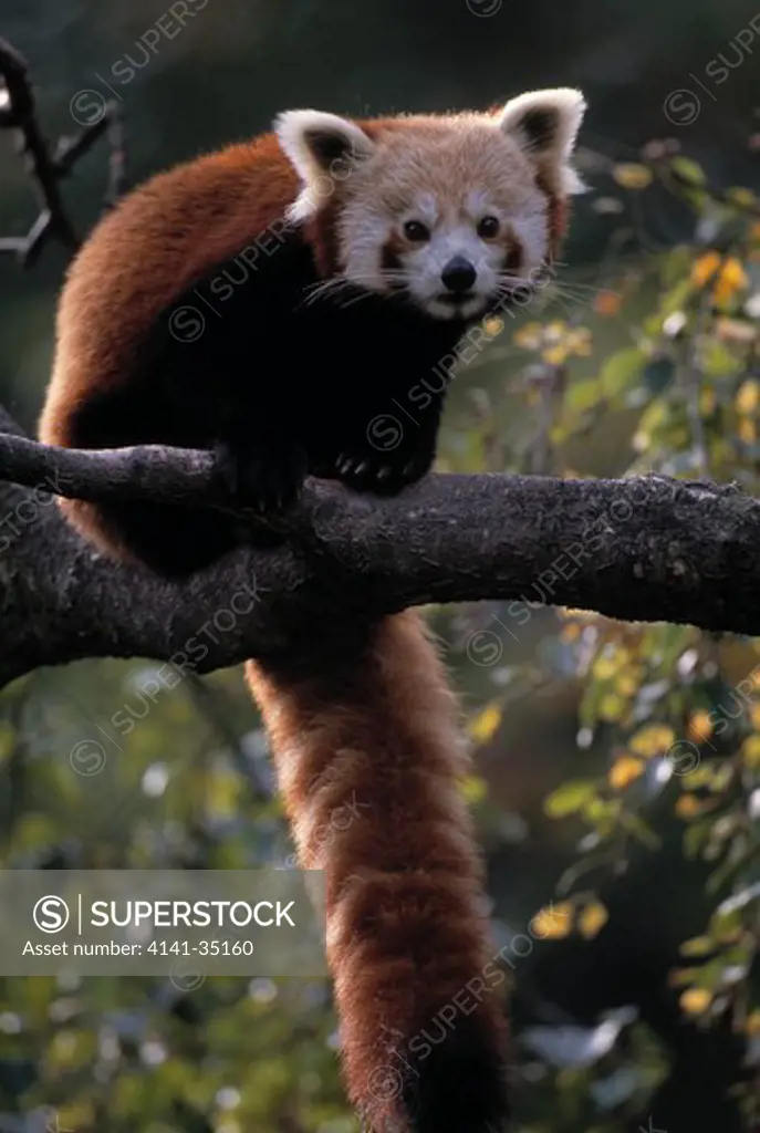 lesser or red panda ailurus fulgens endangered