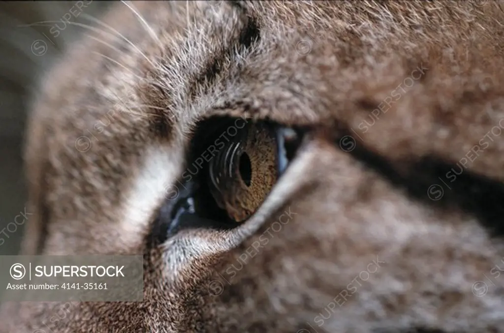 european lynx eye felis lynx
