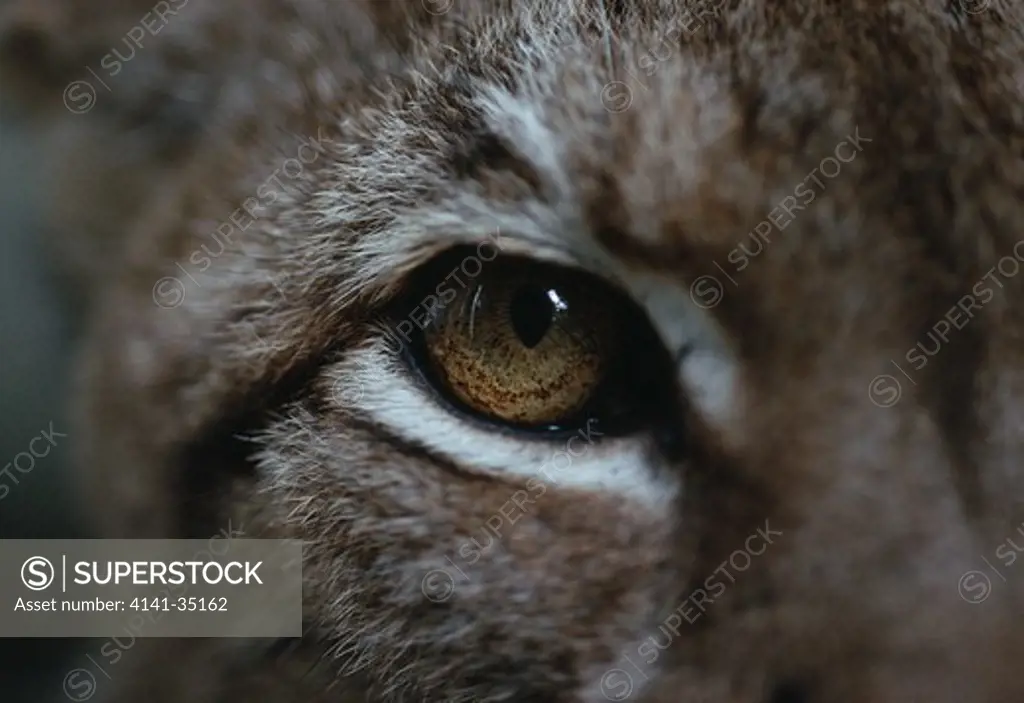 european lynx eye detail felis lynx