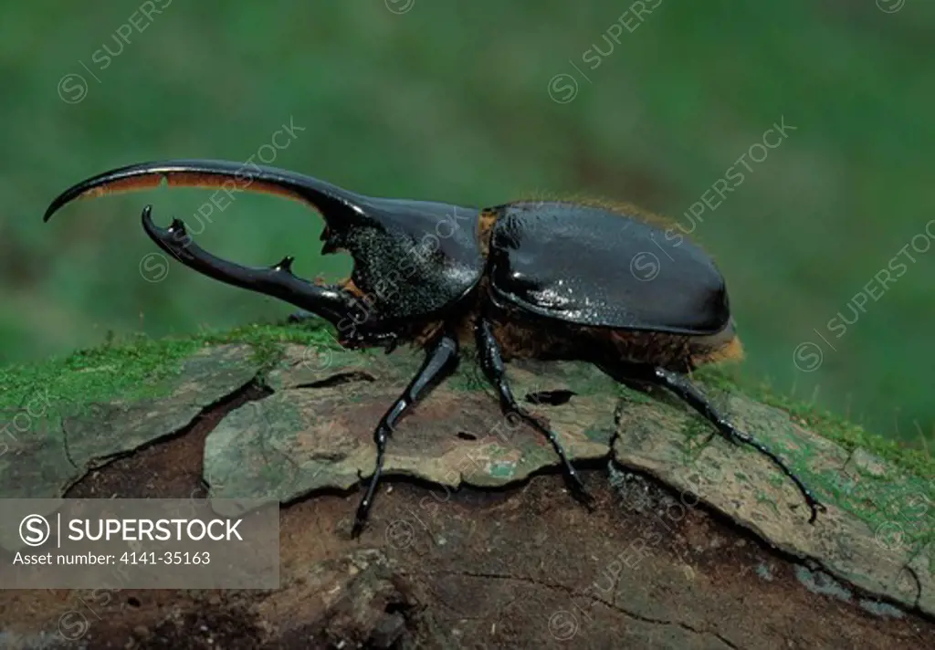 hercules beetle dynastes hercules male, costa rica, central america 