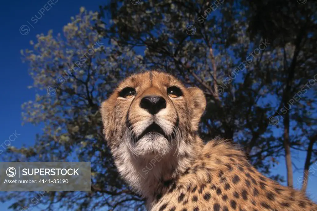 cheetah face detail acinonyx jubatus 
