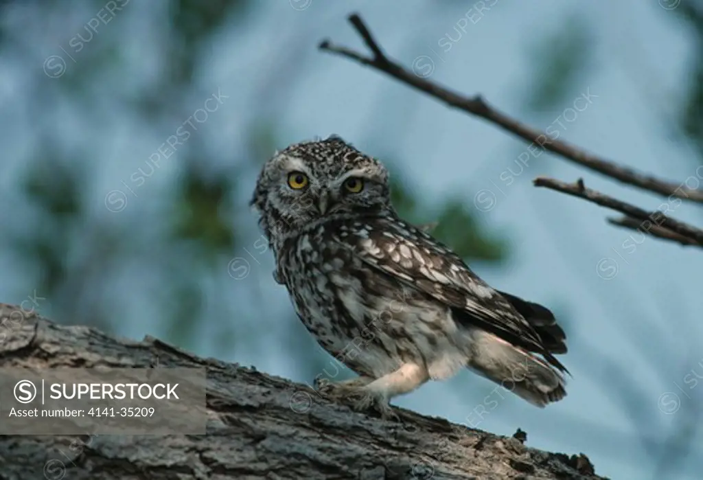 little owl on log athene noctua kent, uk