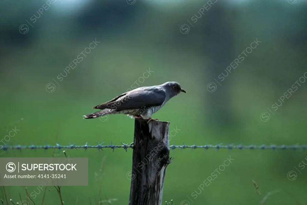 cuckoo cuculus canorus perched on fence norfolk, east anglia, uk