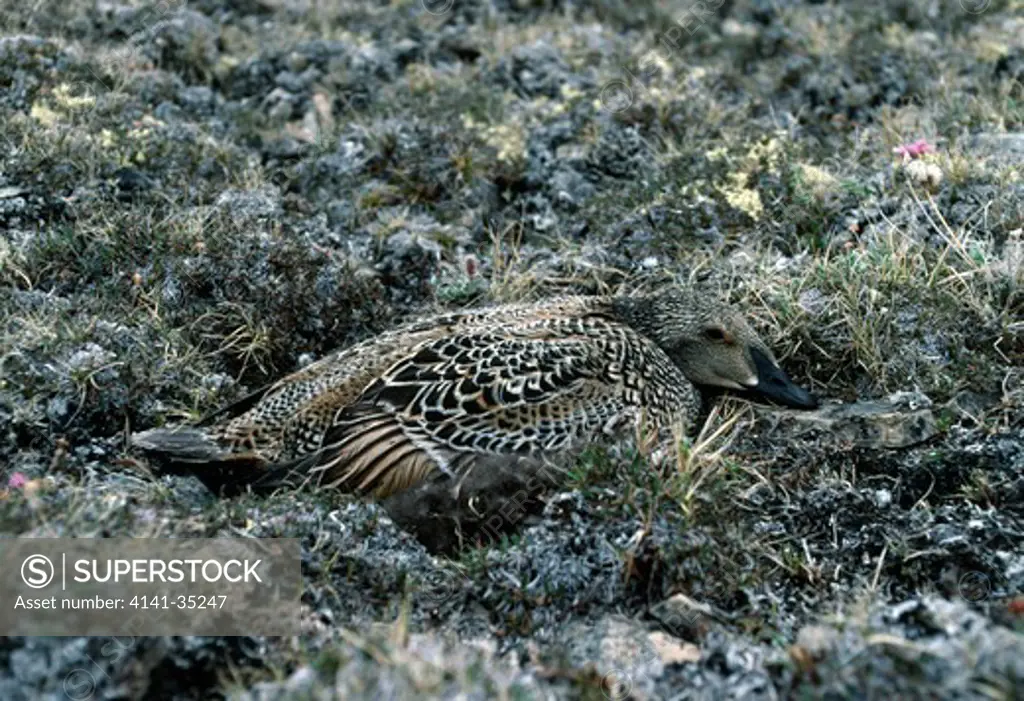 king eider duck somateria spectatilis female on nest, canada