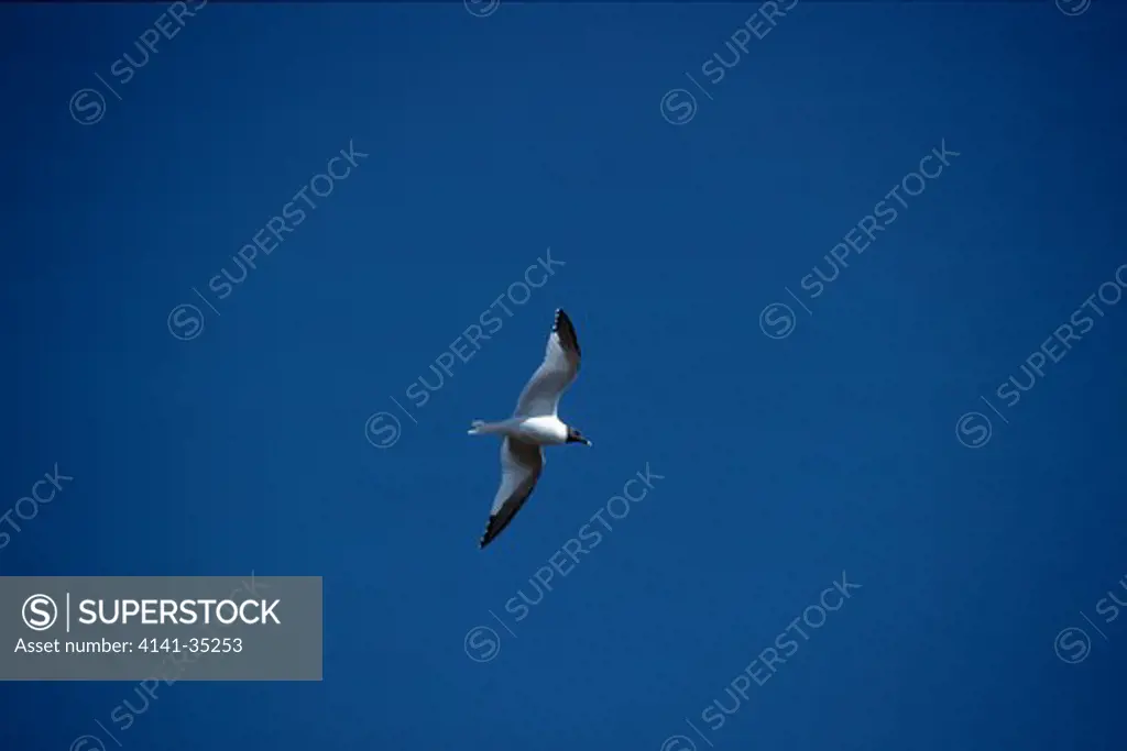 sabine's gull in flight xema sabini cambridge bay, victoria island, northwest territories, canada 