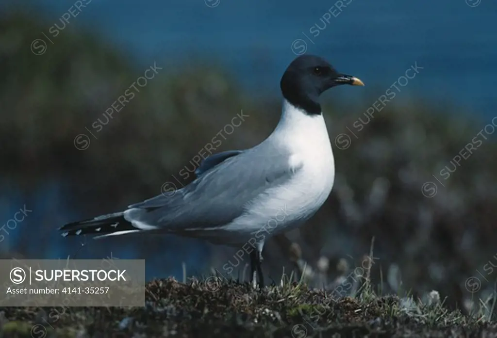 sabine's gull on rock larus sabini cambridge bay, victoria island, northwest territories, canada 
