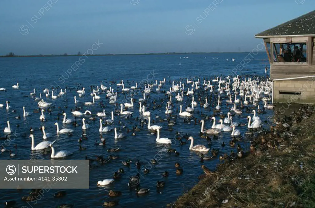 observation hide and large flock of mixed waterfowl, welney wildfowl trust, norfolk, uk 