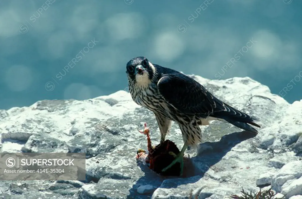 peregrine falcon juvenile with prey falco peregrinus 