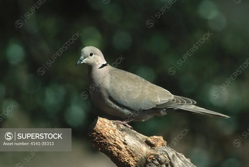 collared dove on dead branch streptopelia decaocto kent, england