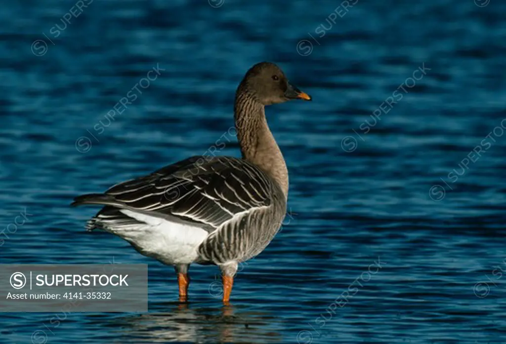 bean goose standing in shallows anser fabalis norfolk, east anglia, uk