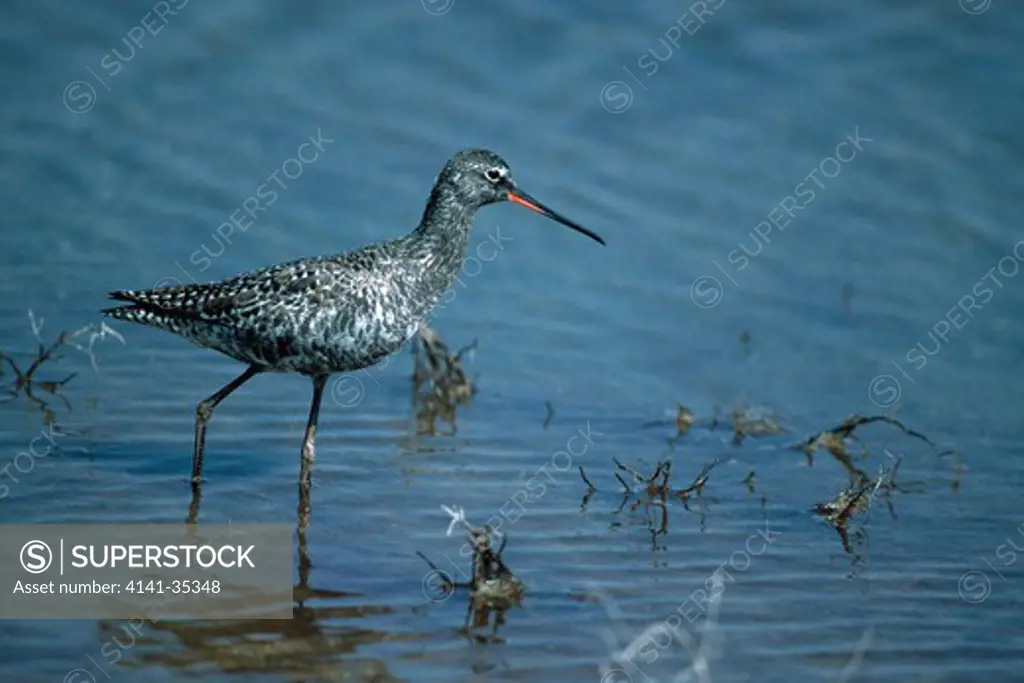 spotted redshank tringa erythropus moulting to breeding plumage isle of lesbos, greece 