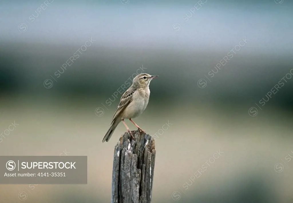 tawny pipit on post may anthus campestris island of lesbos, mediterranean