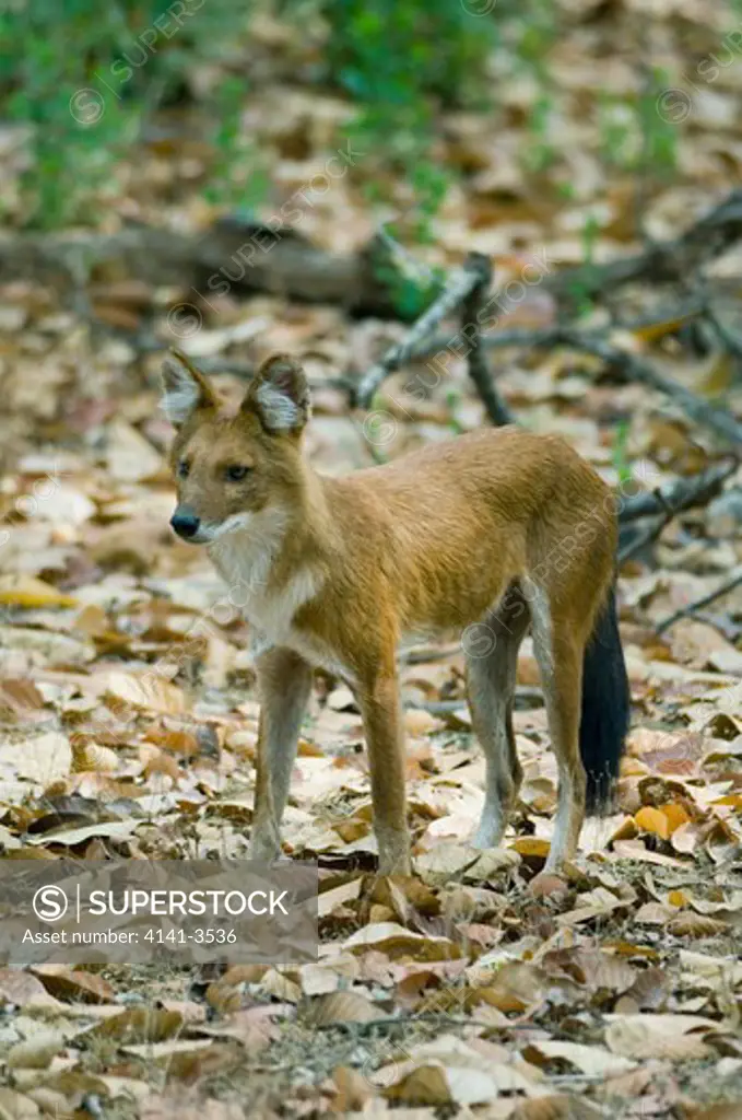 asian wild dog or dhole cuon alpinus kanha national park, india.