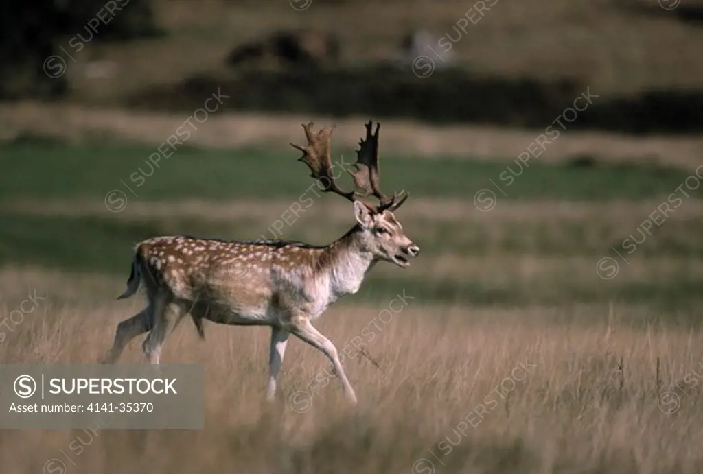 fallow deer dama dama male on parkland, kent, england 