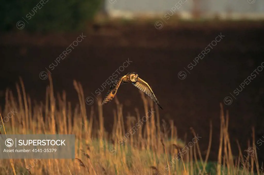 short-eared owl in flight asio flammeus hunting along ditch in winter. cambridgeshire, east anglia 