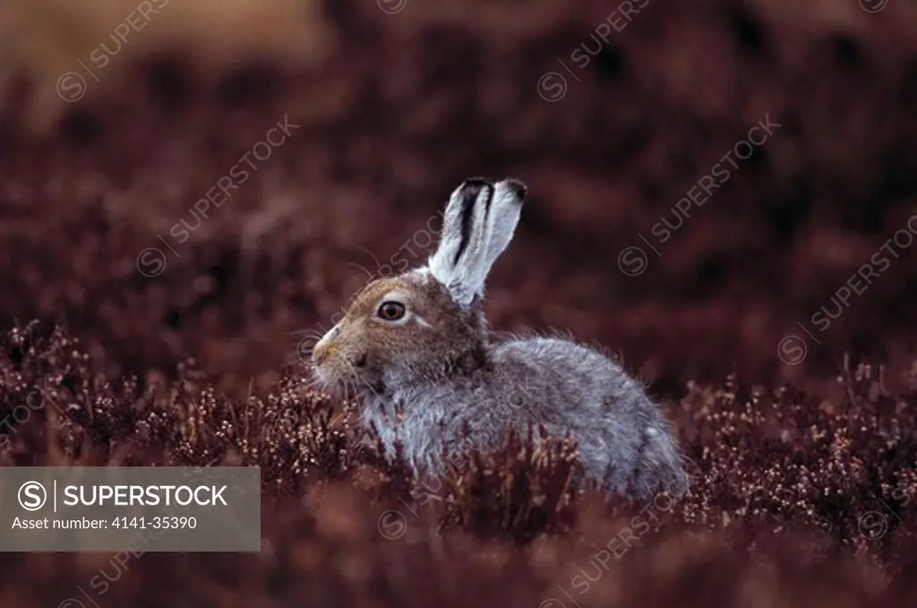 mountain hare lepus timidus changing from white form, amongst browned heather. april. scotland.