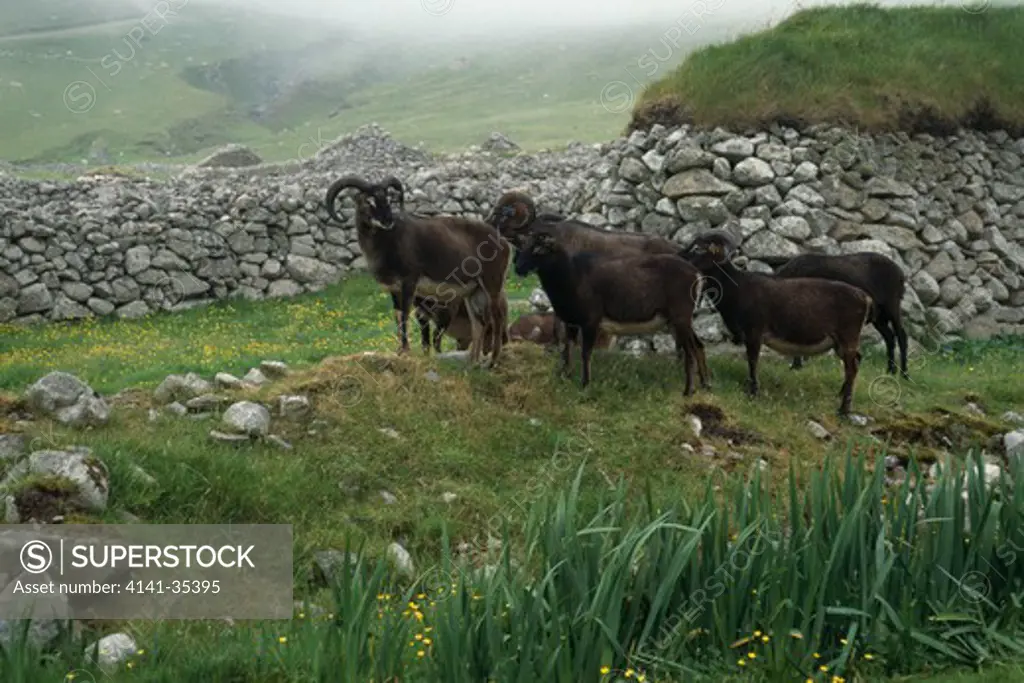 soay sheep ovis aries group of rams in ruined village, hirta, saint kilda, western isles, scotland 