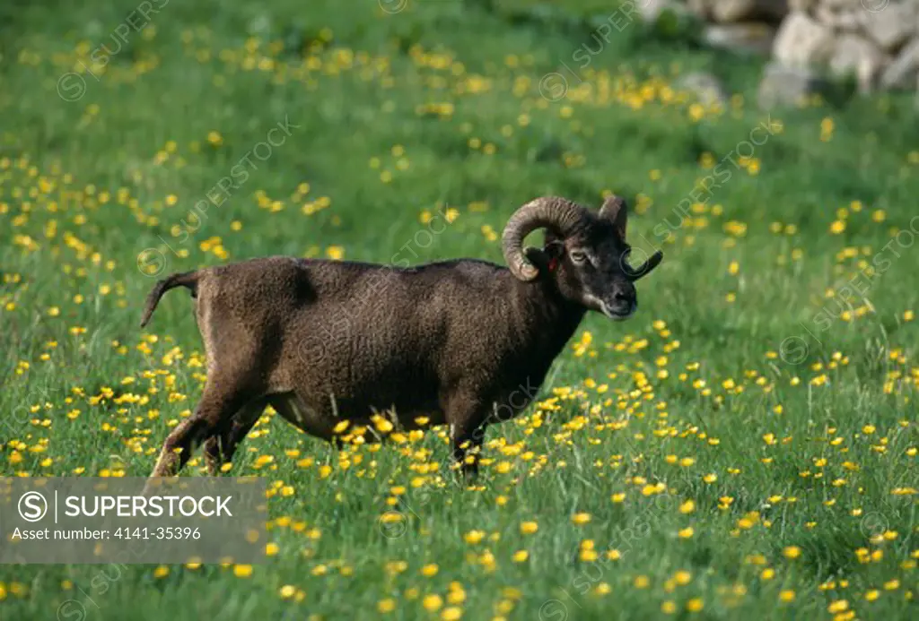 soay sheep ram hirta, saint kilda, western isles, off north west scotland. rare breed 