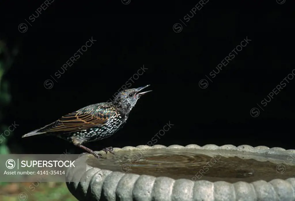 starling drinking in garden sturnus vulgaris perched on edge of bird bath essex, south eastern england 