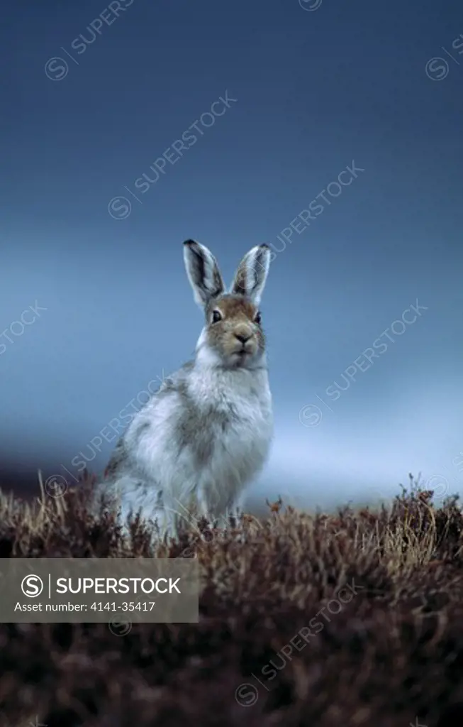 mountain hare moulting lepus timidus during change to summer coat april. scotland