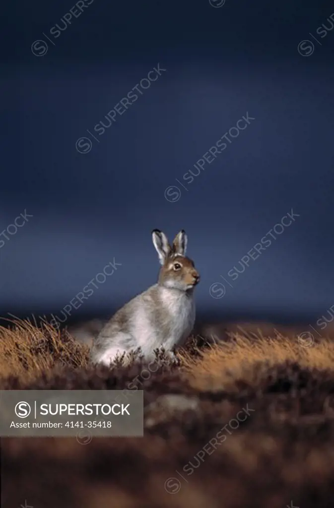 mountain hare moulting lepus timidus to summer coat, scotland. april 