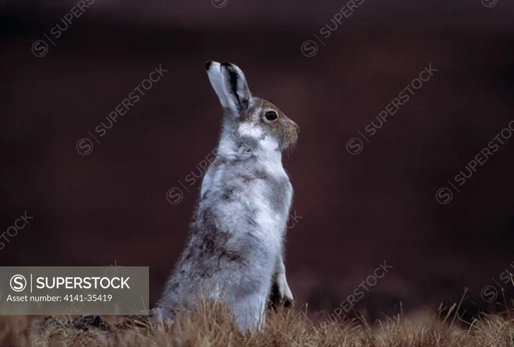 mountain hare upright, alert lepus timidus moulting to summer coat. scotland. april.