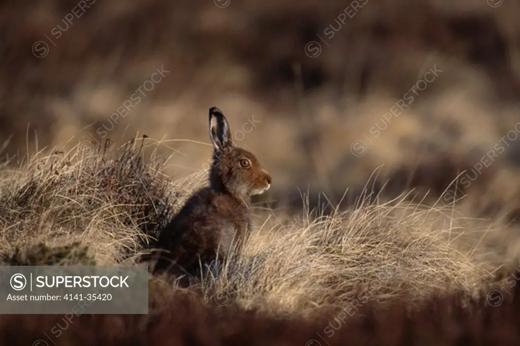 mountain hare in summer coat lepus timidus scotland may