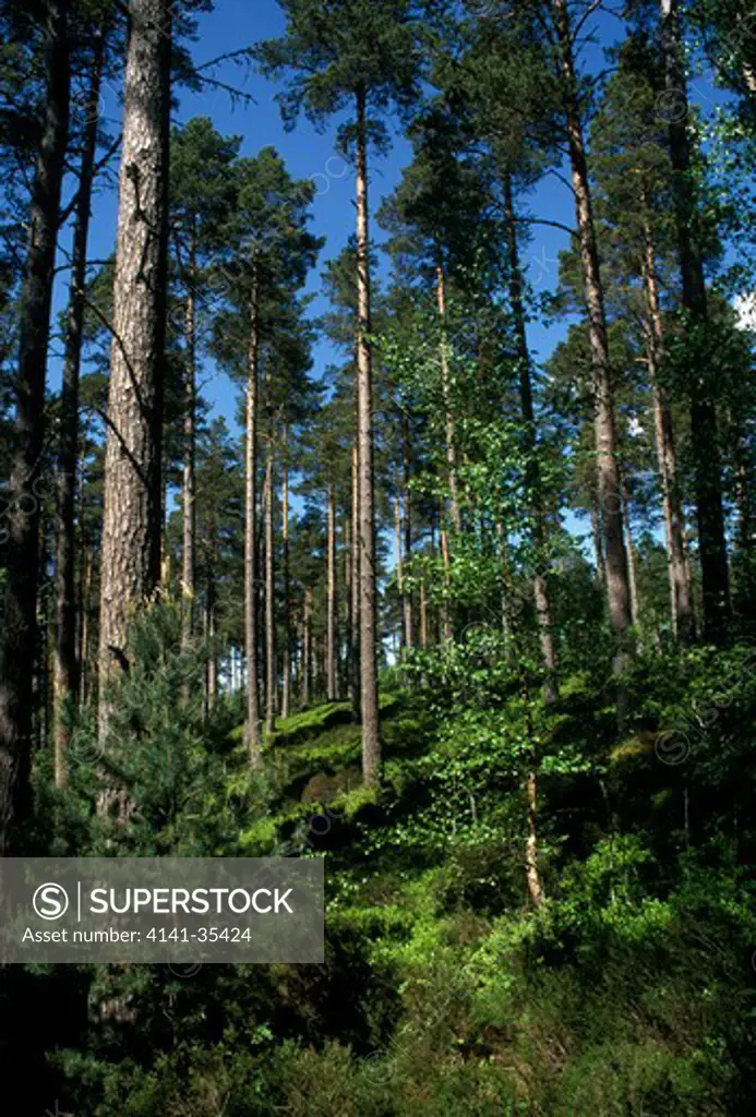 pine forest june speyside, grampian region, ne scotland 
