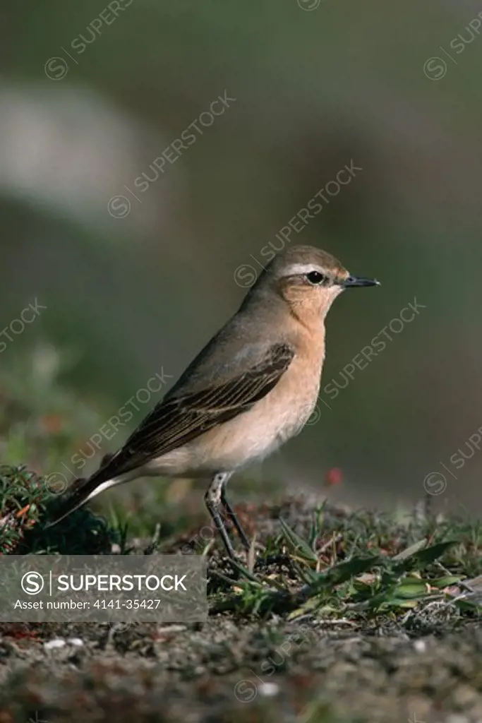 northern wheatear female oenanthe oenanthe on migration south stack, anglesey, wales april