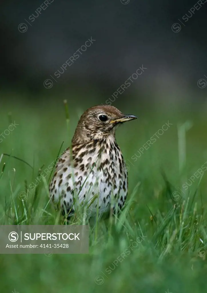 song thrush may turdus philomelos on grass scotland 