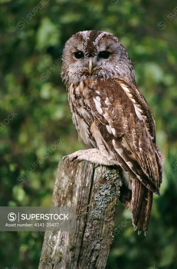 tawny owl in captivity strix aluco rehabilitated bird prior to release back to the wild. scotland 