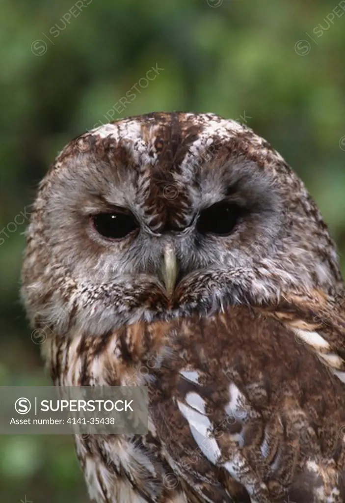 tawny owl strix aluco