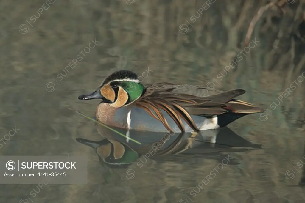 baikal teal male march anas formosa wildlife & wetlands trust arundel, west sussex, southern england 