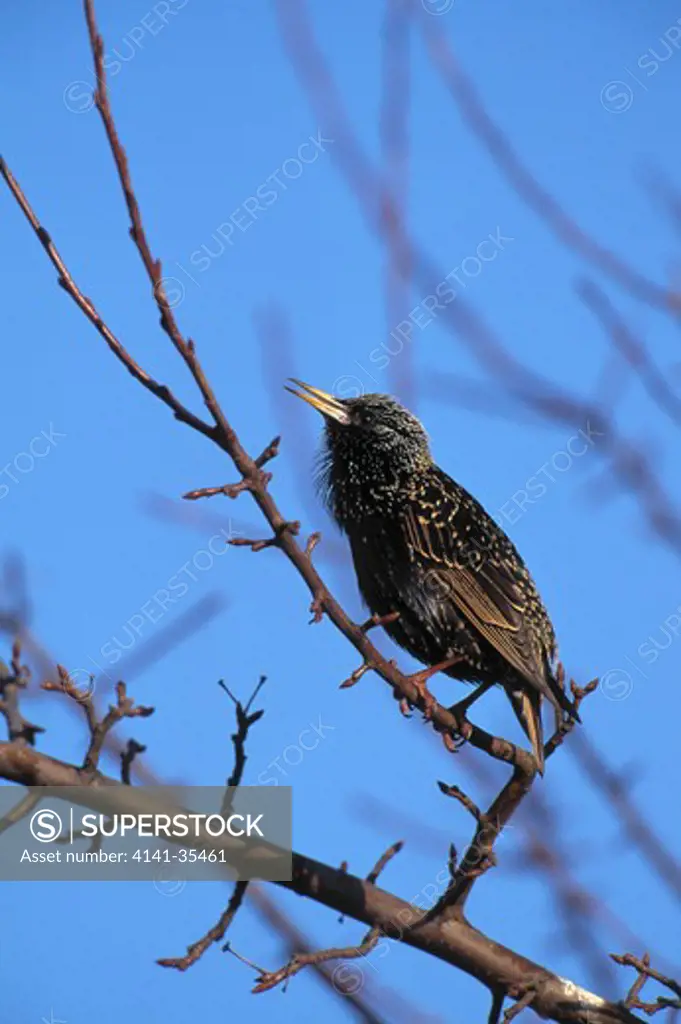 starling singing sturnus vulgaris essex, england