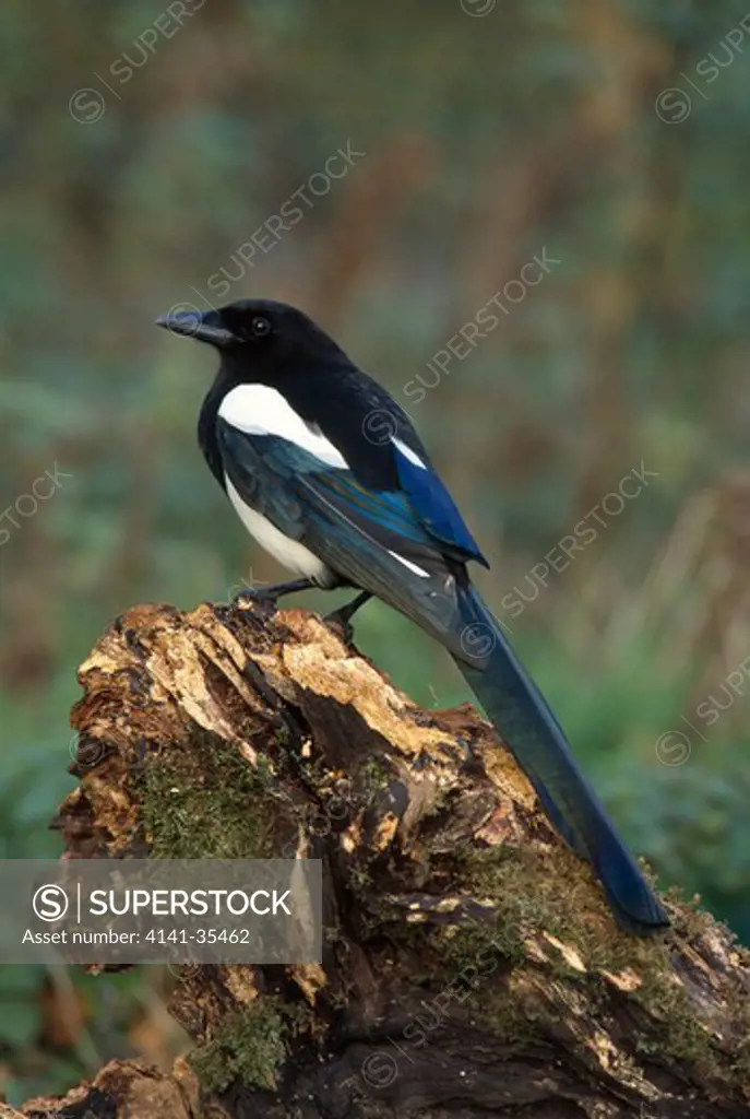 magpie on tree stump november pica pica essex, south eastern england