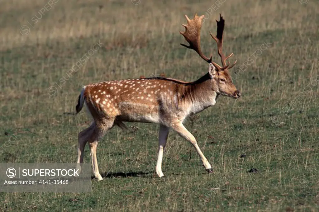 fallow deer male, walking dama dama knole park, kent, south east england 