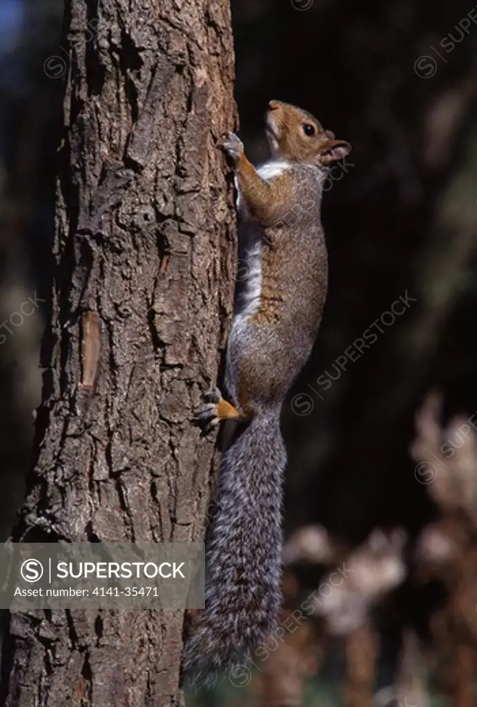 grey squirrel september sciurus carolinensis climbing tree trunk essex, south eastern england 