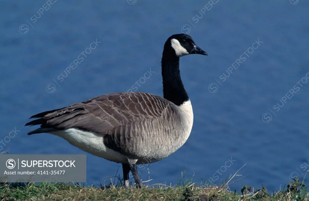canada goose april branta canadensis on grass by water essex, england 