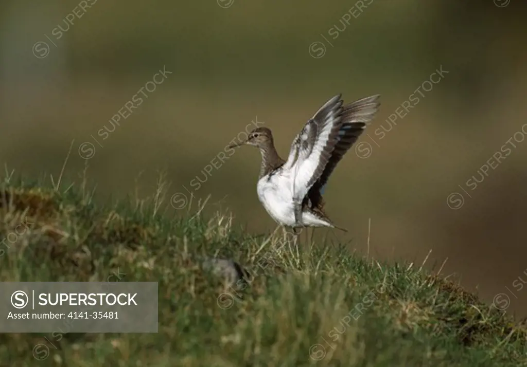 common sandpiper may tringa hypoleucos stretching wings scotland