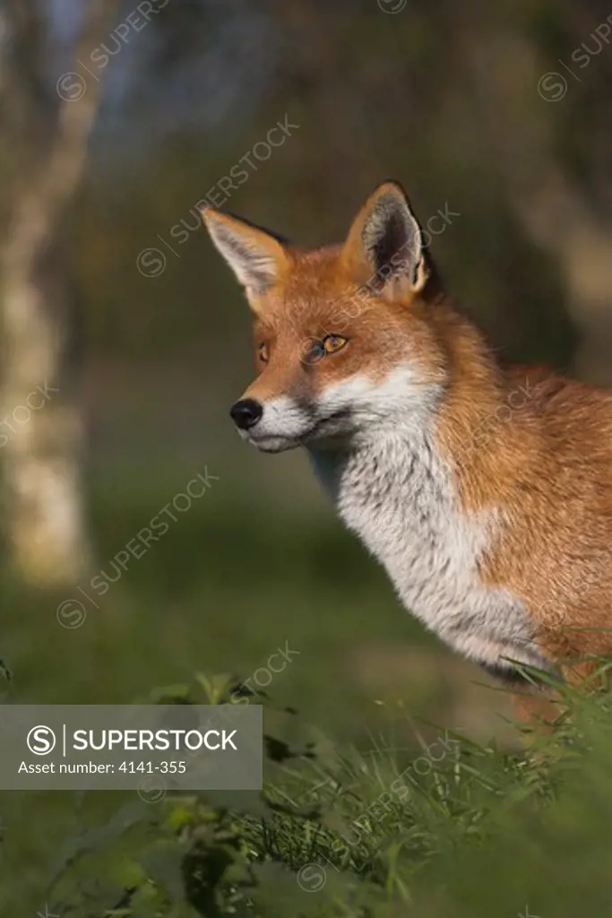 red fox male in woodland vulpes vulpes uk