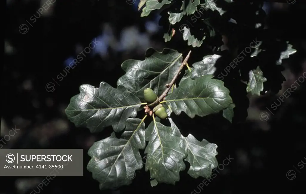 sessile oak or durmast oak quercus petraea foliage & fruits (acorns) september kent, south eastern england 