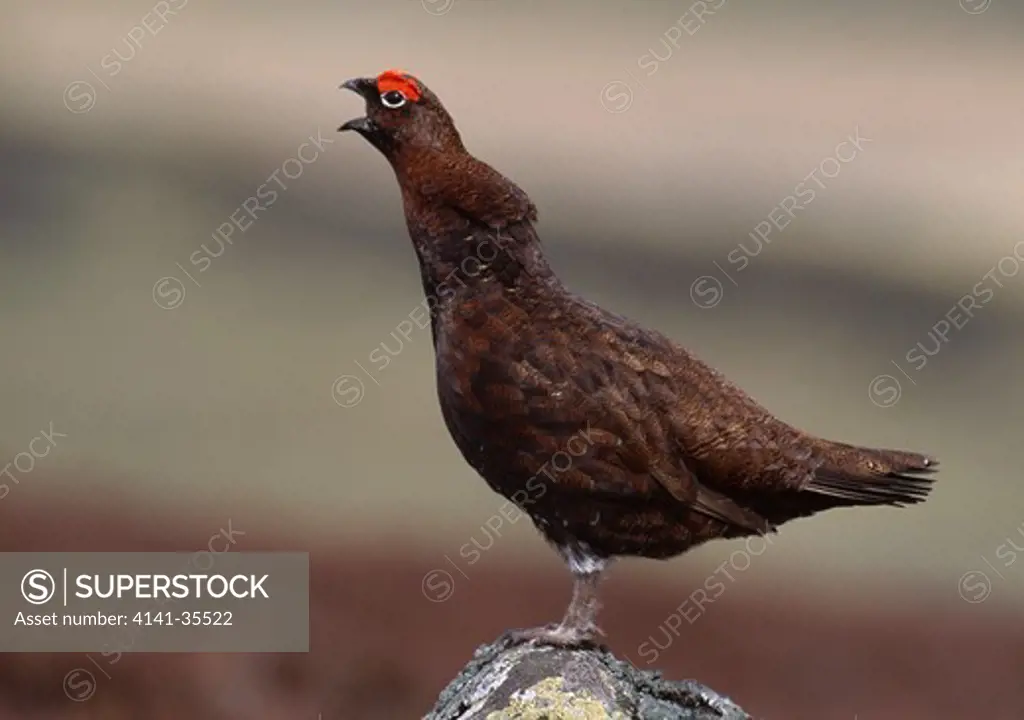 red grouse male lagopus lagopus scoticus calling from lookout rock april scotland 
