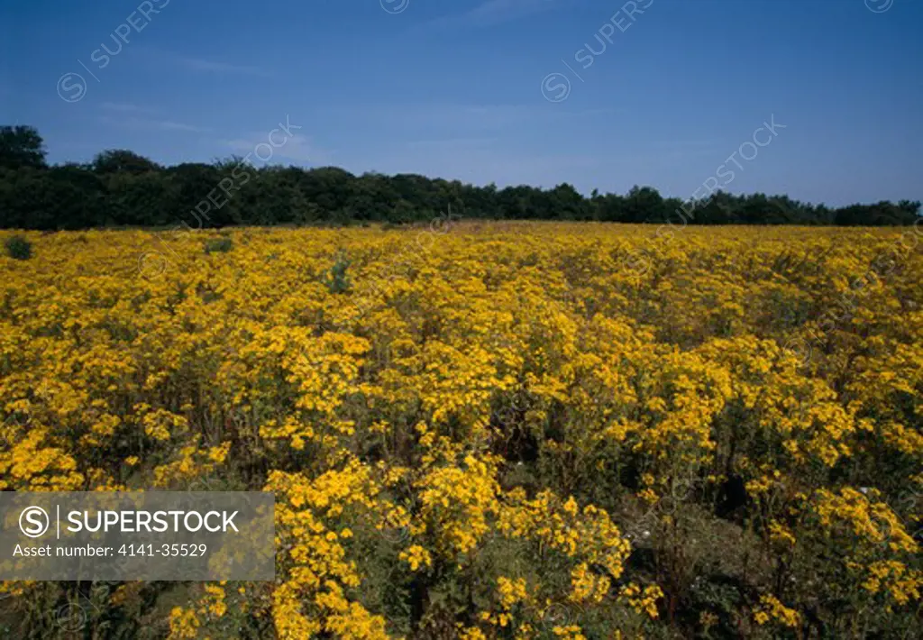 common ragwort huge mass in flower on uncultivated land senecio jacobaea minsmere rspb reserve, suffolk,uk. august.