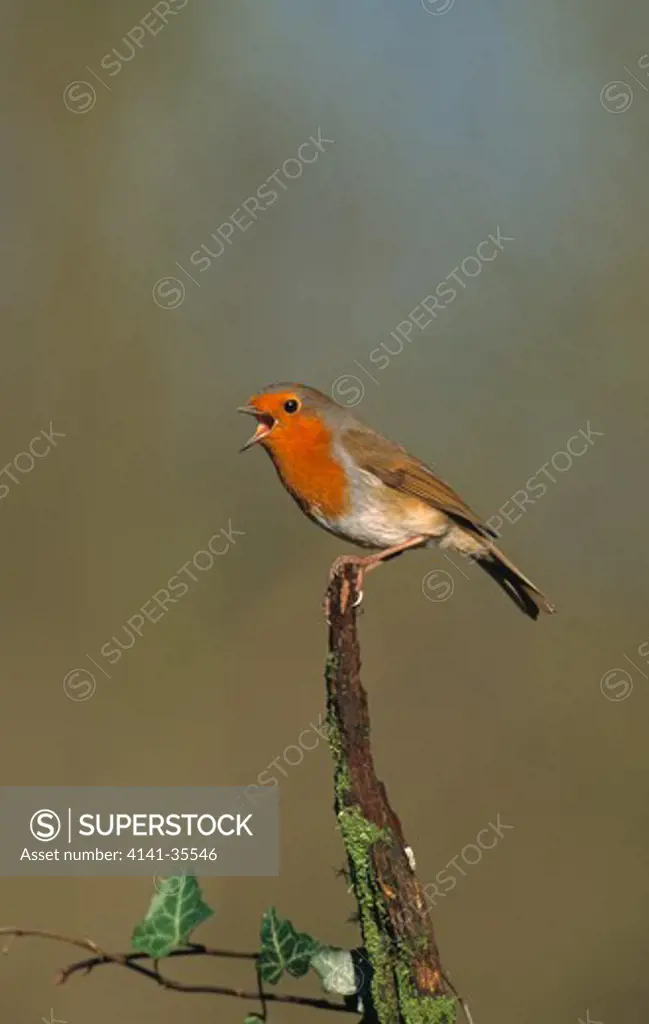 robin singing during january erithacus rubecula essex, south eastern england 