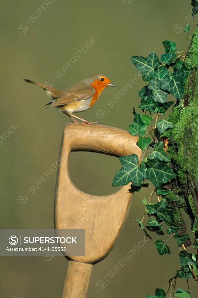 robin on handle of spade erithacus rubecula essex, south eastern england january 
