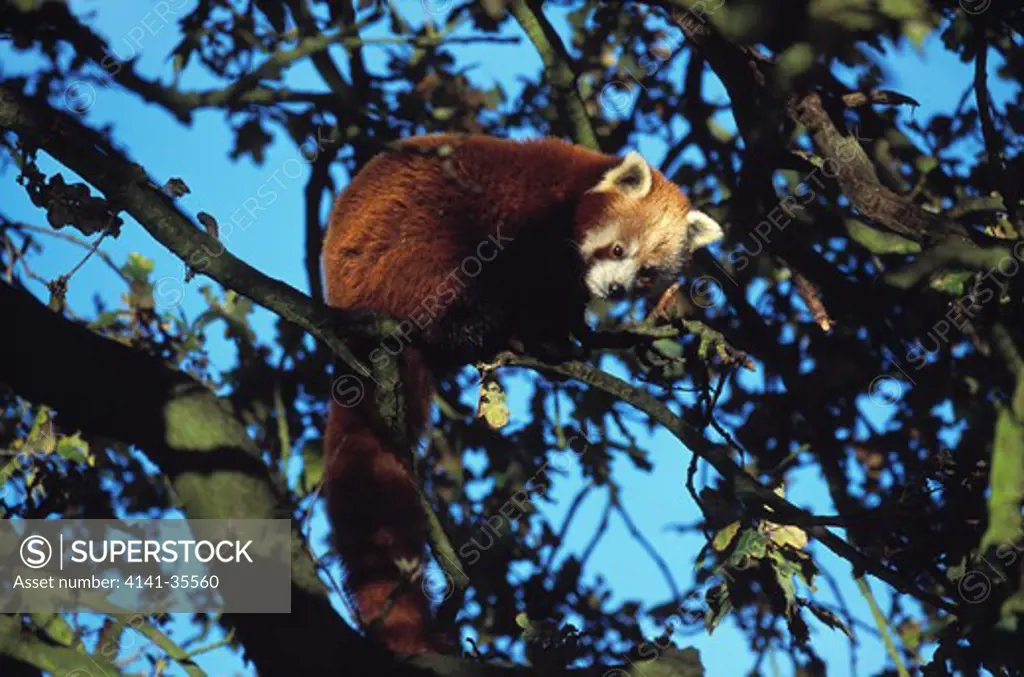 lesser panda or red panda ailurus fulgens in tree, whipsnade zoo, bedfordshire, england 