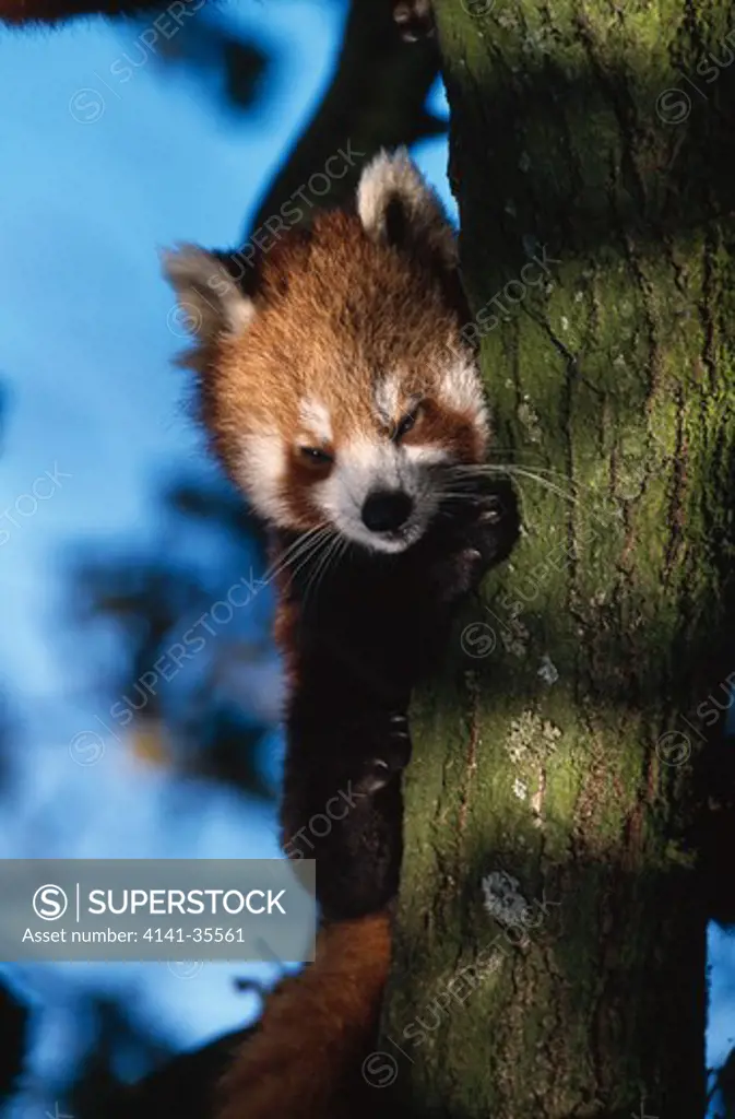 lesser panda or red panda ailurus fulgens on branch (in captivity) whipsnade zoo, bedfordshire, uk november 